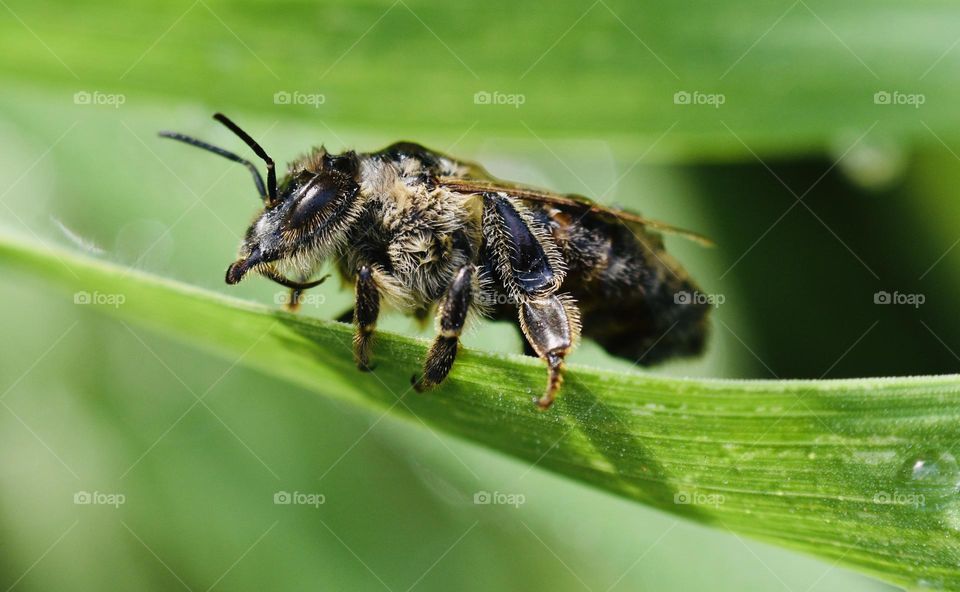 Bee