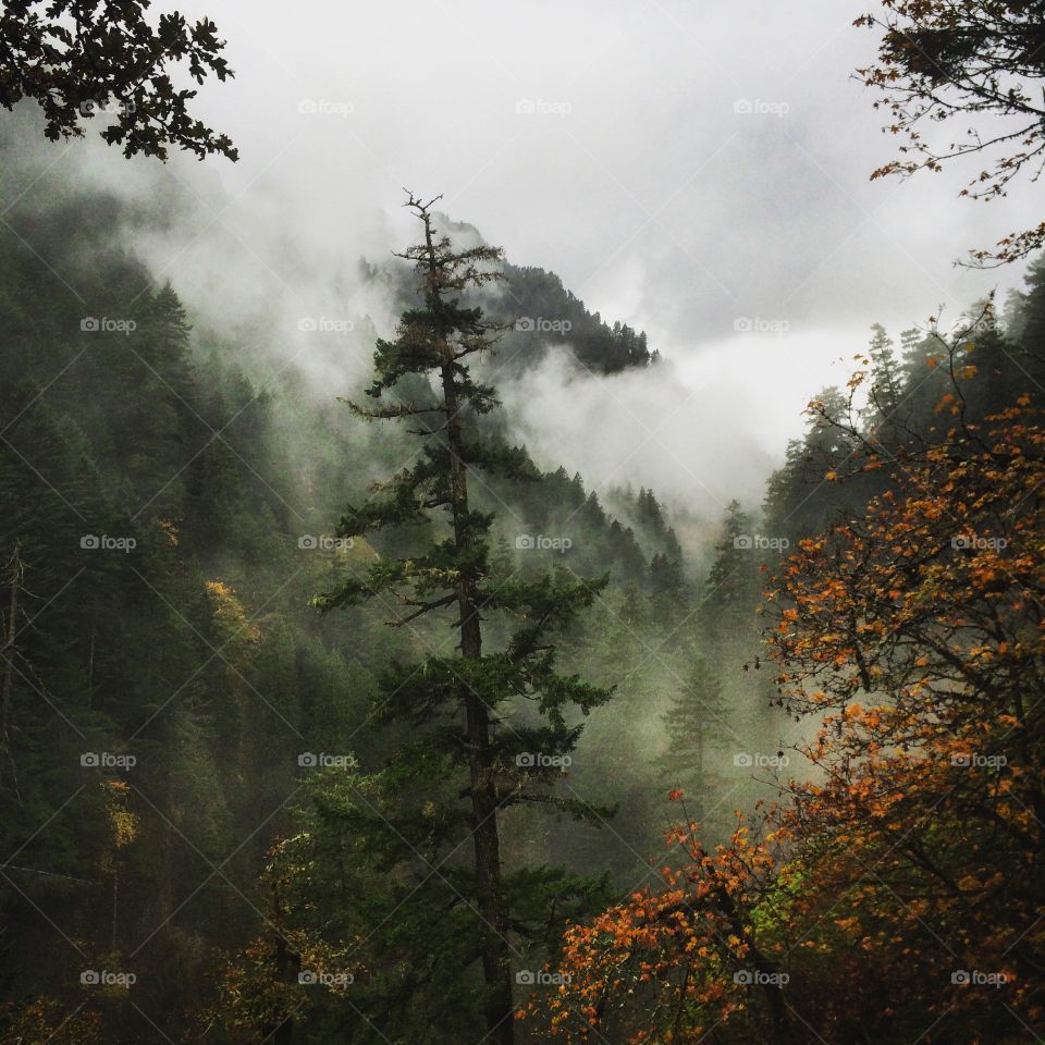 Trees covered with fog in forest