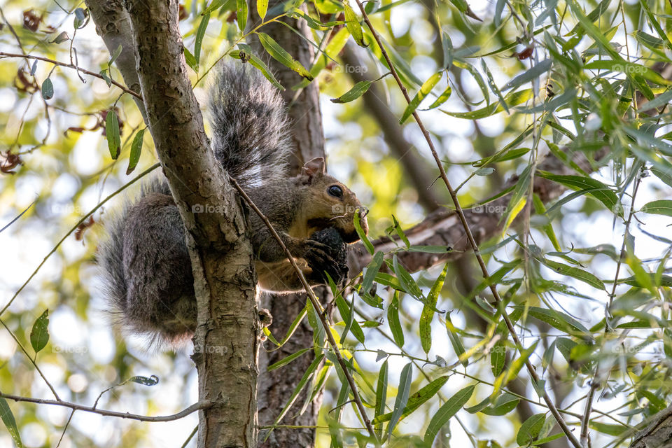 Squirrel Eating Nut in a Tree 