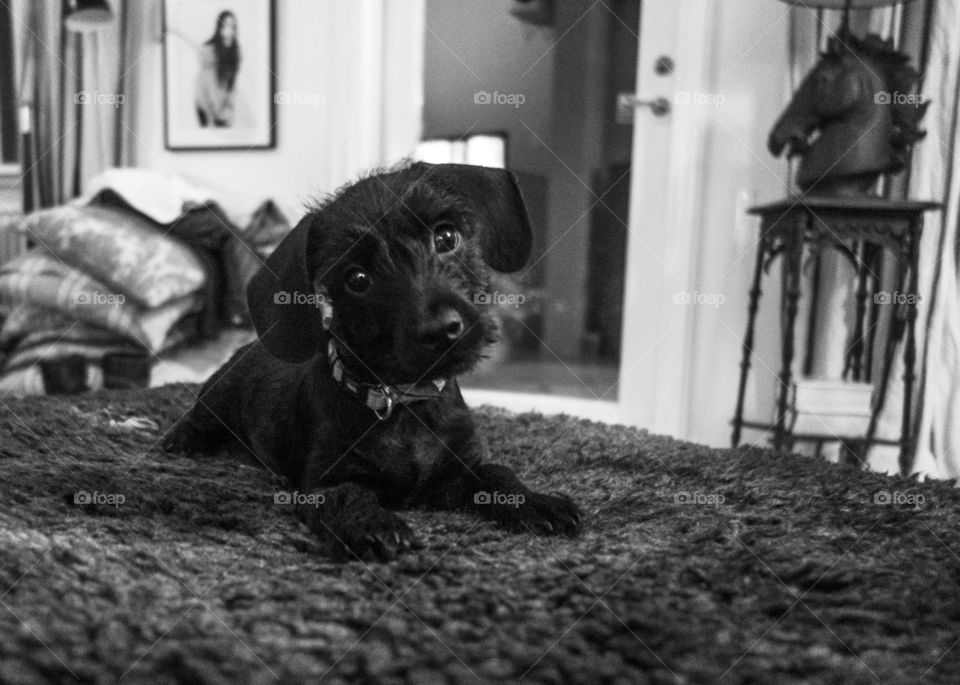 Cute black and white puppy schnauzer mix tilting it’s head looking into camera 