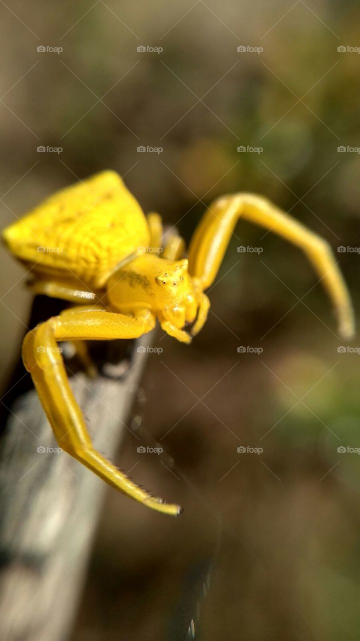 Lo que puede dar de si un simple macro y una enigmatica araña cangrejo con sus 8 ojos apuntando en todas la direccciones.