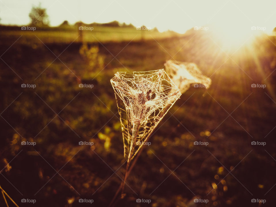 Sunbeams shining on a weed covered in spider web