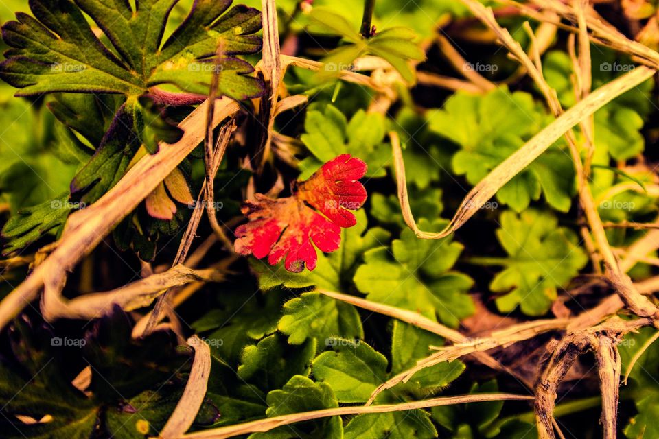 red clover growing in a sea of green clovers and dead branches