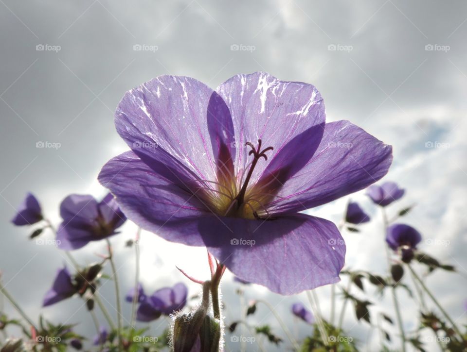 Purple afternoon. a roadside blossom backlit by sun through clouds