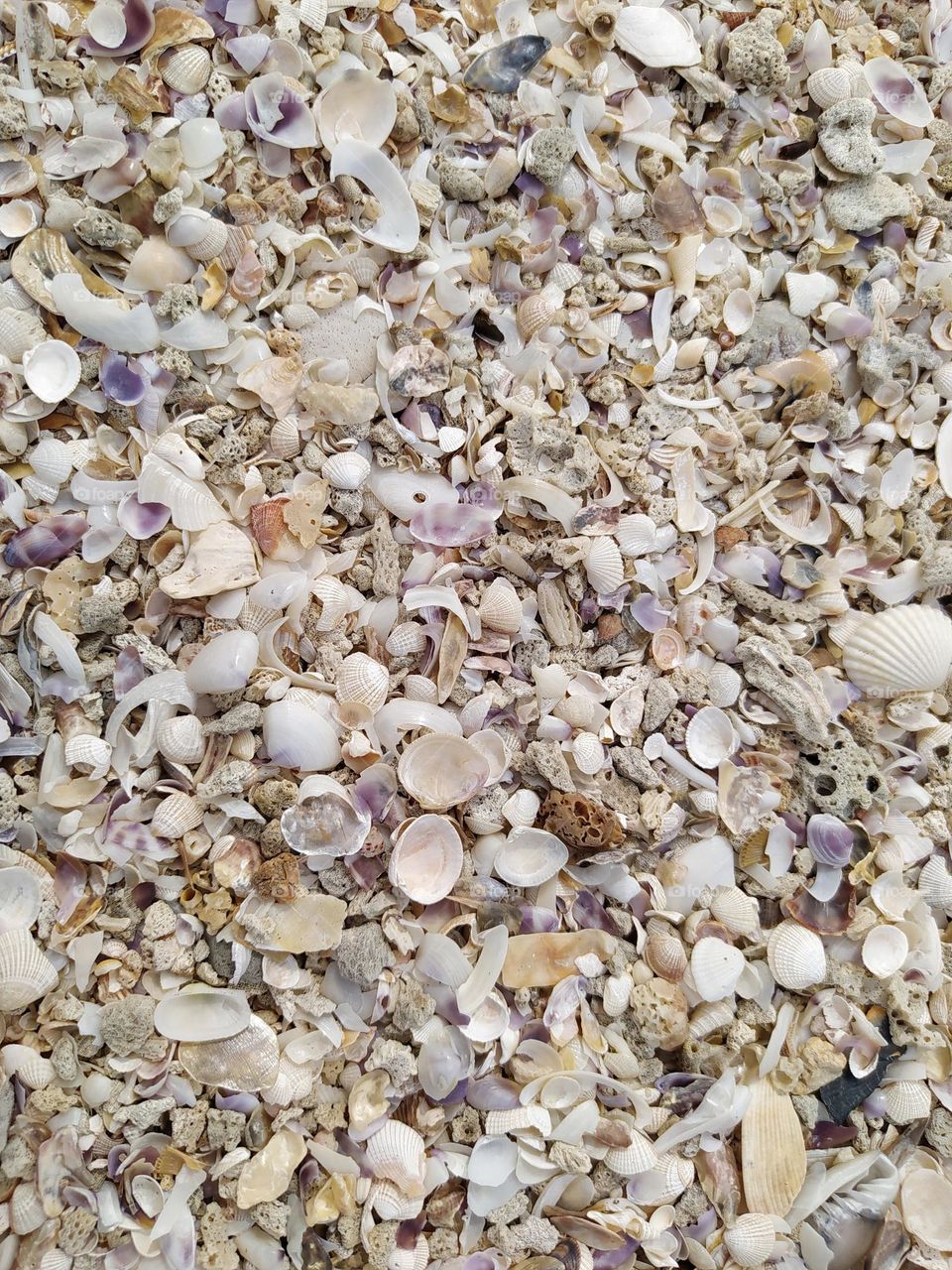 Sea ​​shells and corals on the beach sand