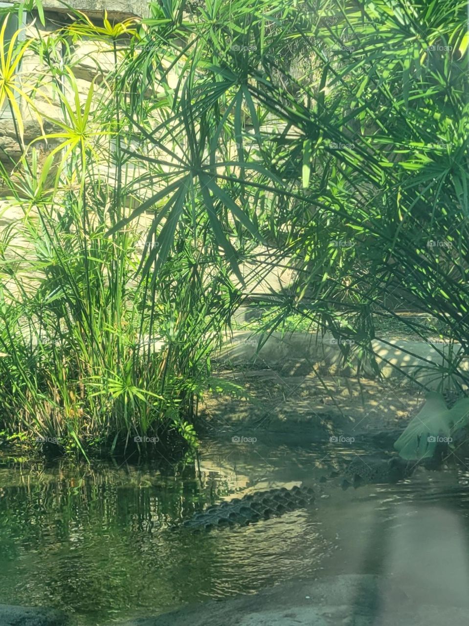 Crocodile at Hong Kong Wetland Park