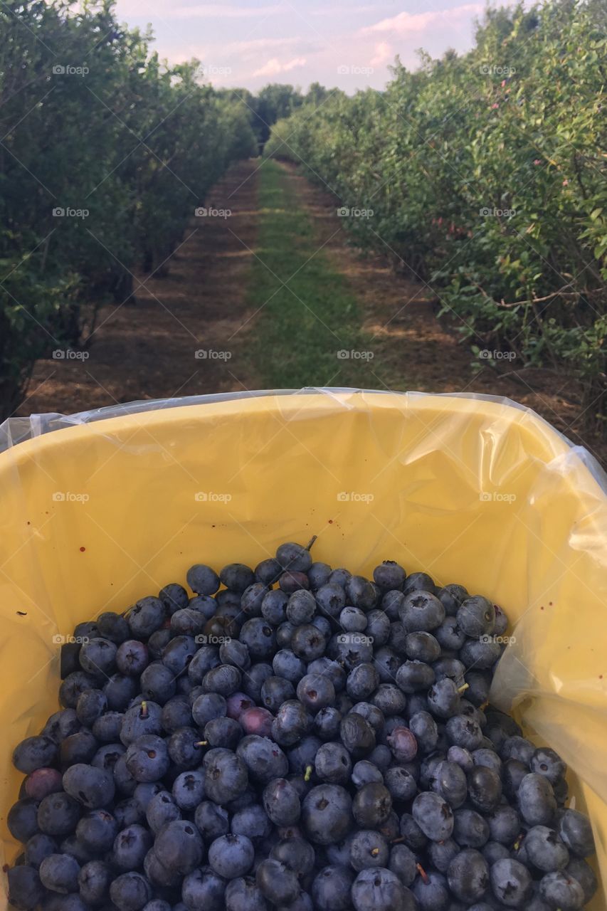 Blueberry picking with no one in sight. 