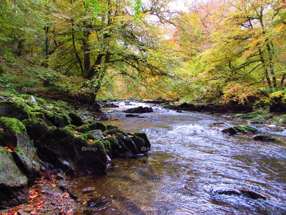 River barle flowing through forest