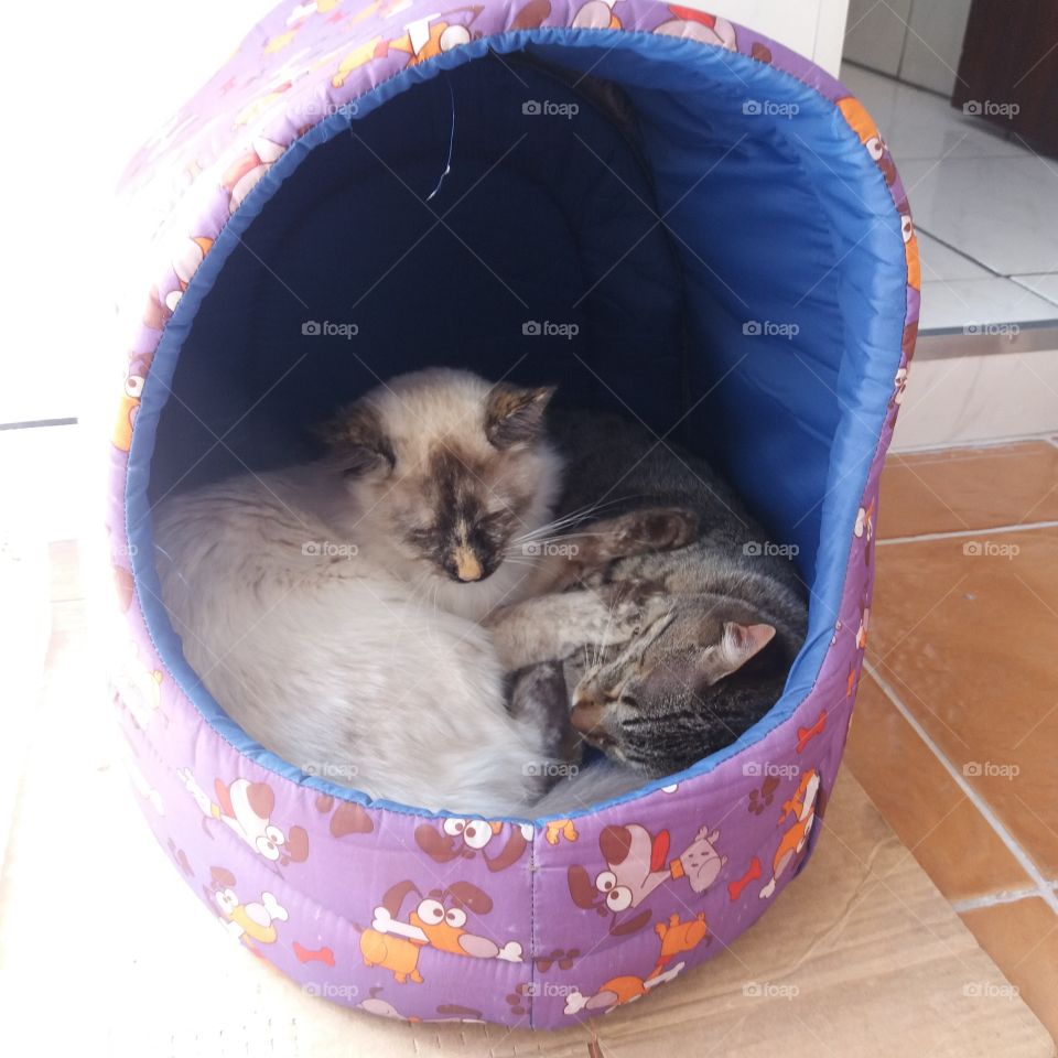 A bed for two... cats