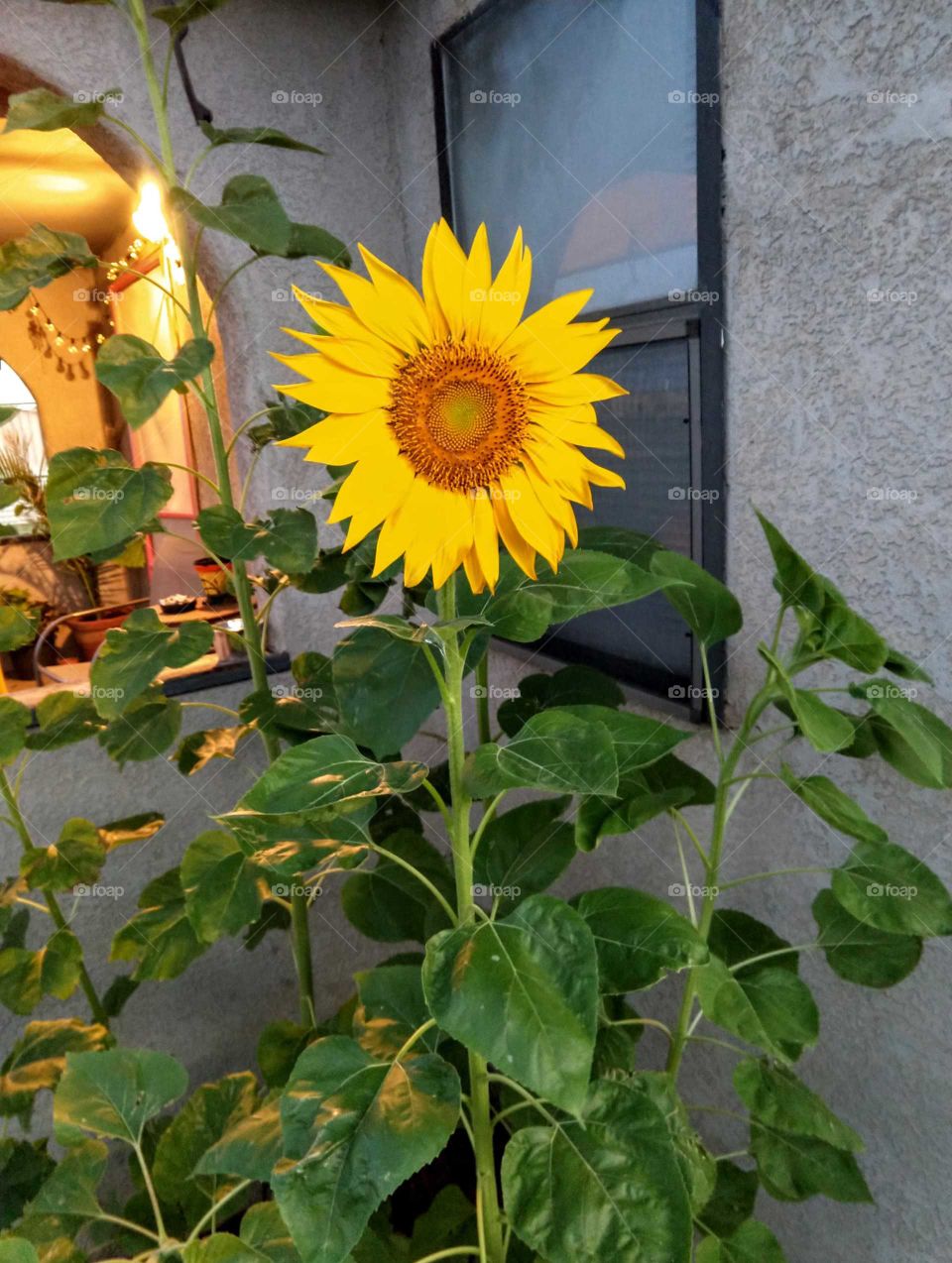 Sunflower Smiles!