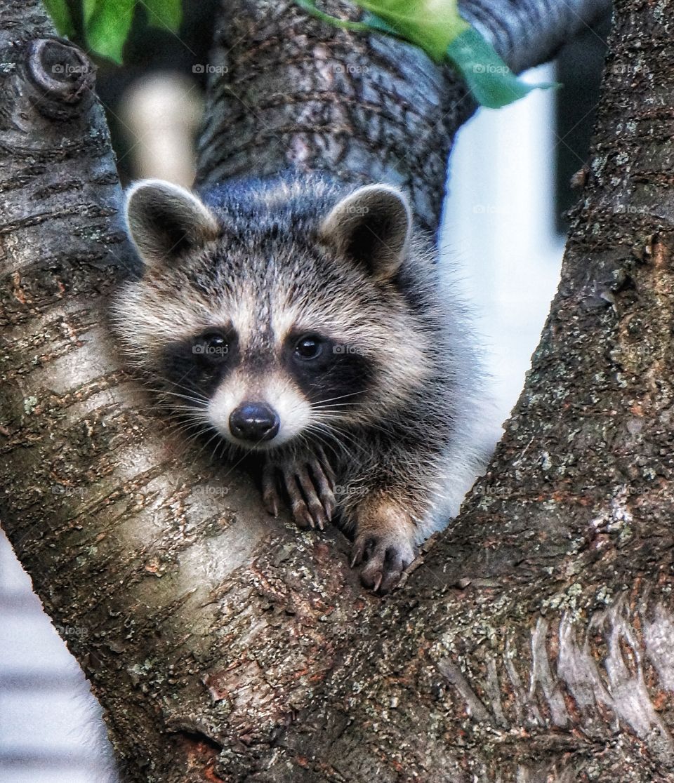 In my yard tonight Racoon