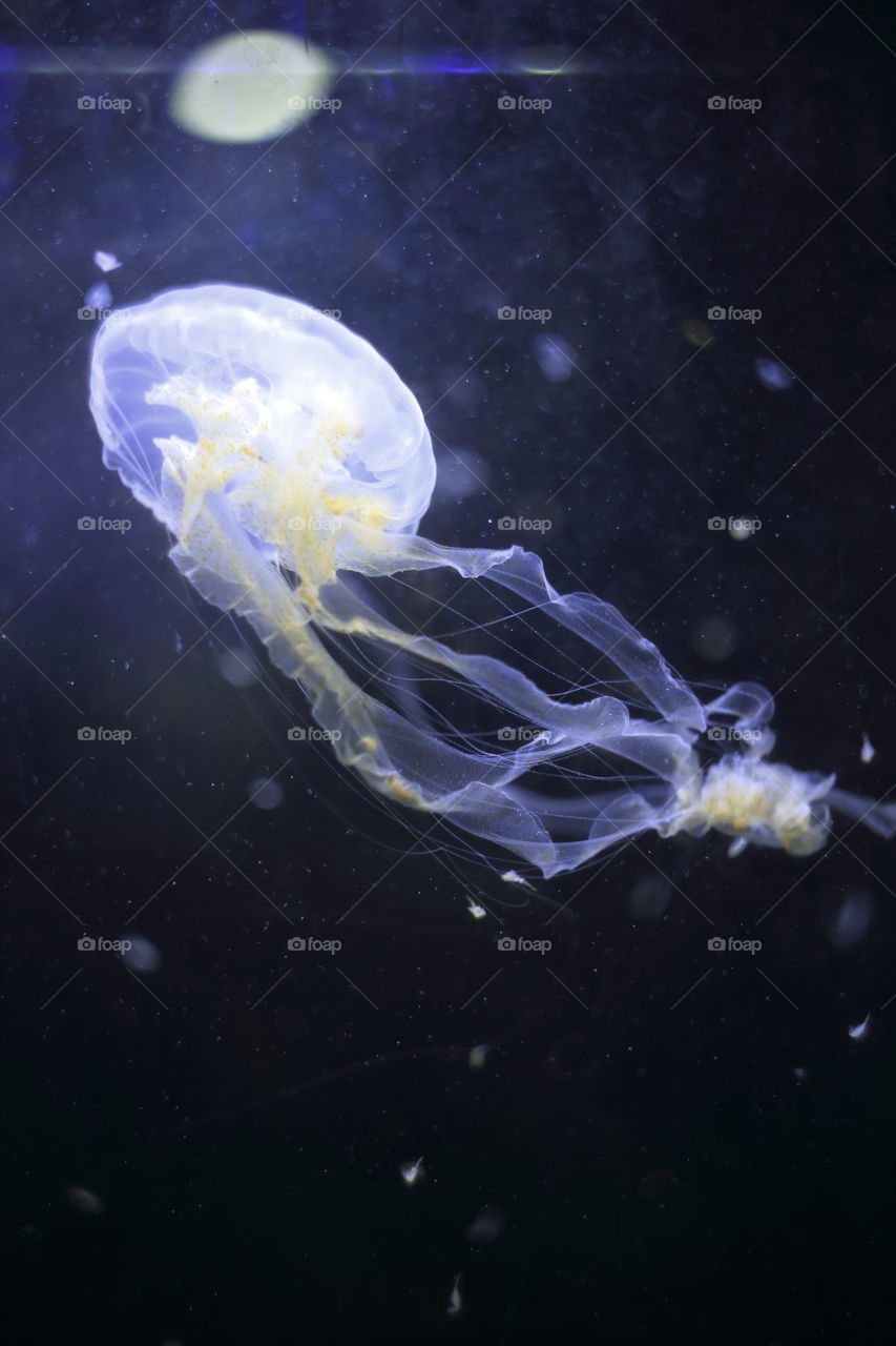 poisonous jelly fish medusa