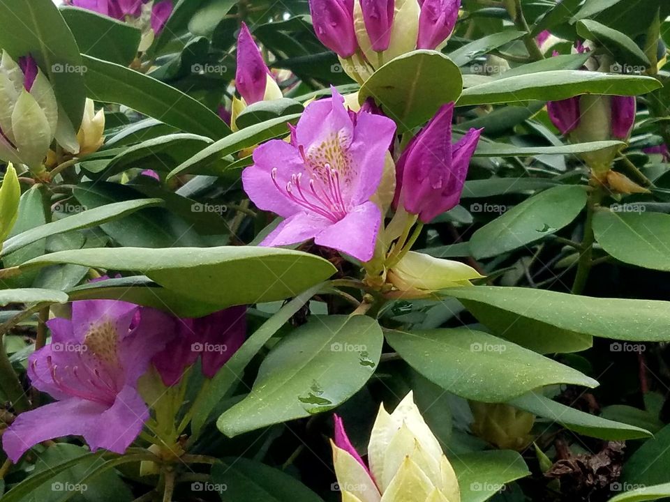 Rhododendron bush blooming