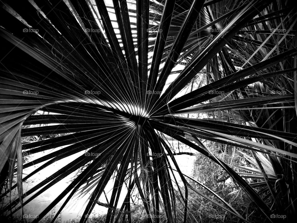 Sunlight shining through a palm frond in black and white.