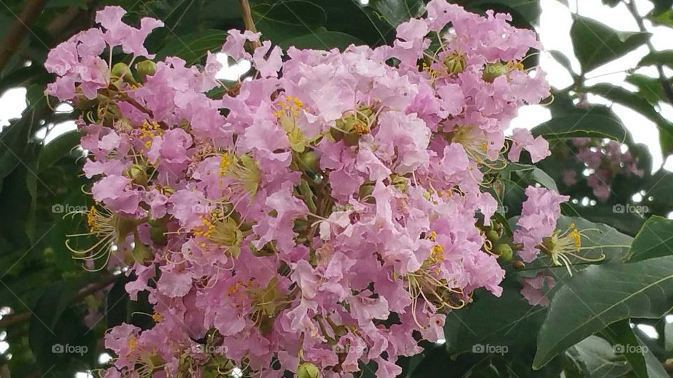 Pink myrtle blooms