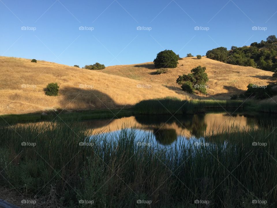 Reflections in the pond