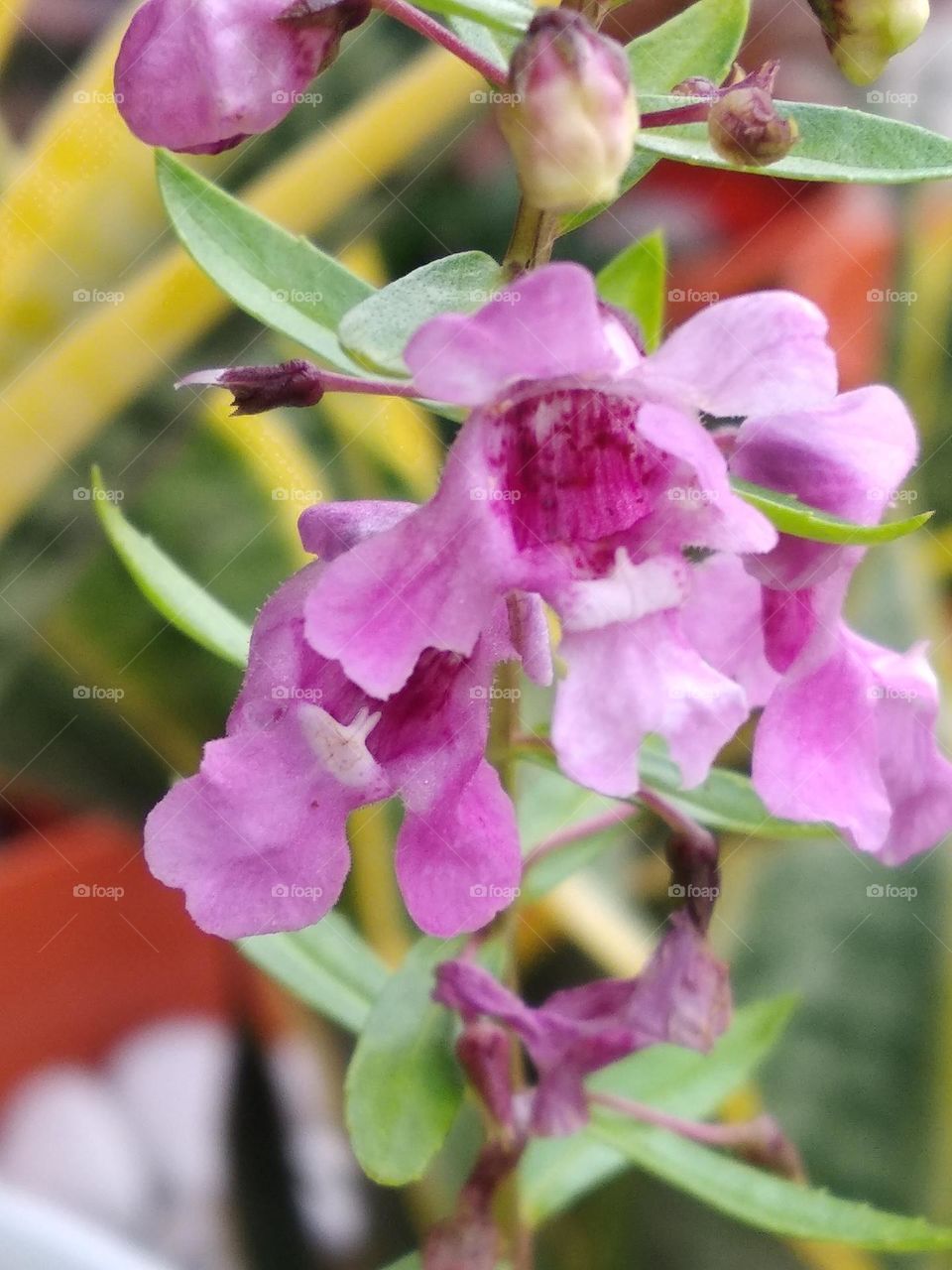 lavender flower