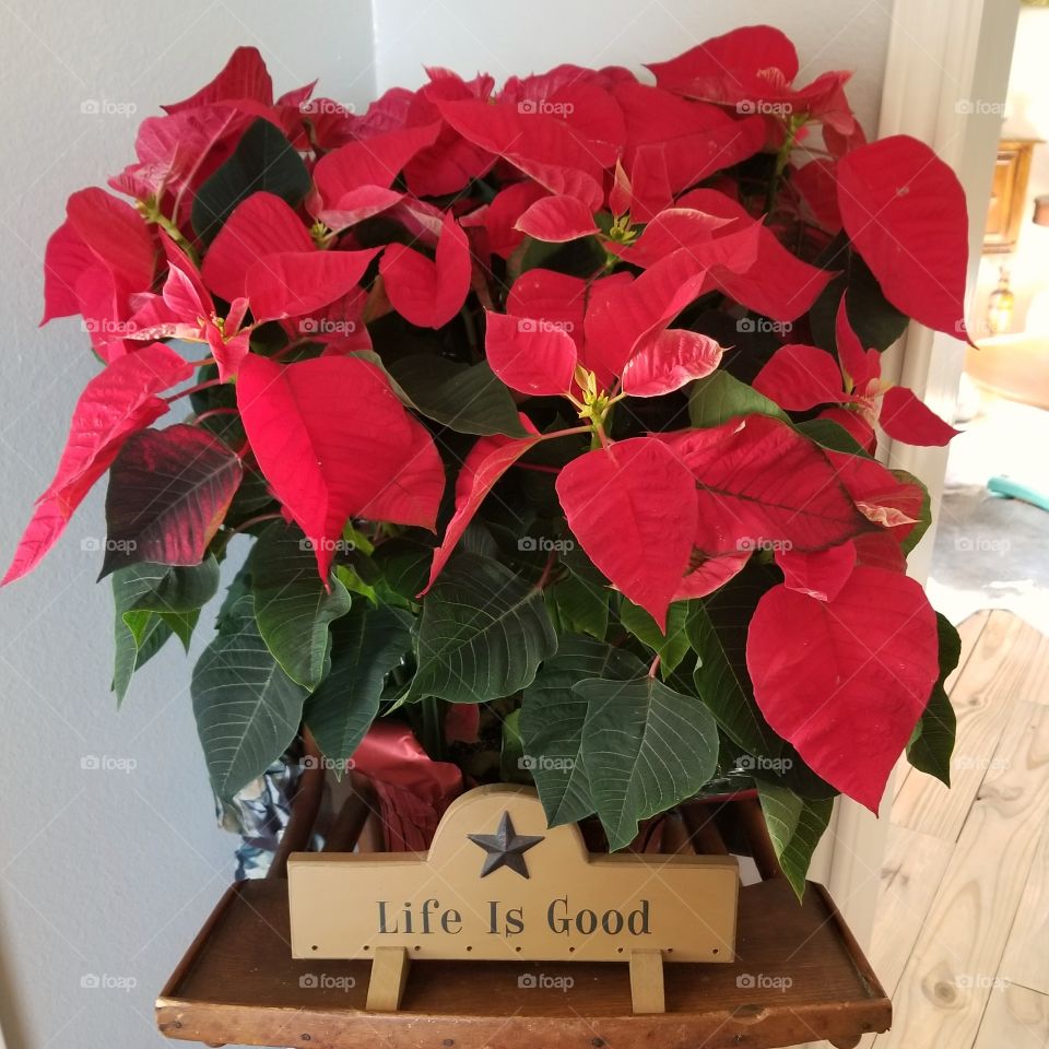 Poinsettia