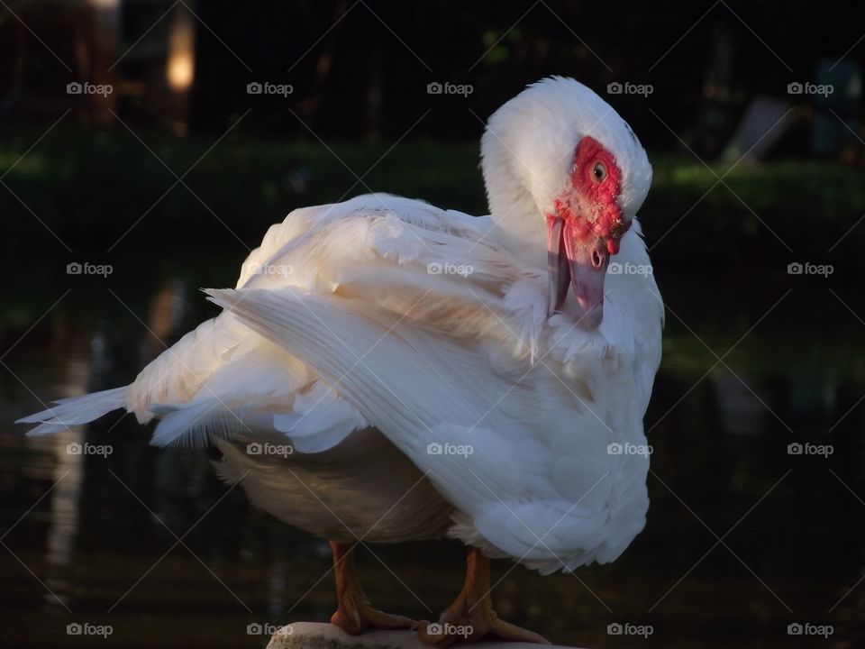 white duck