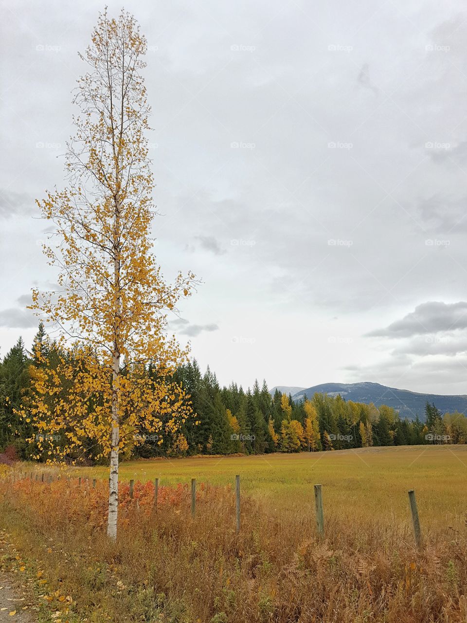 Autumnal Birch