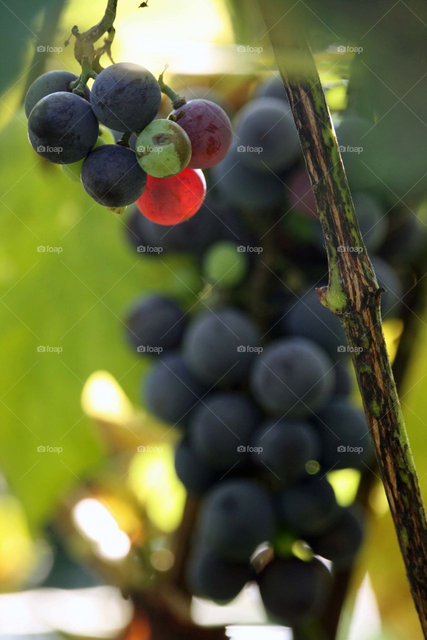 Ripe grapes in sunlight