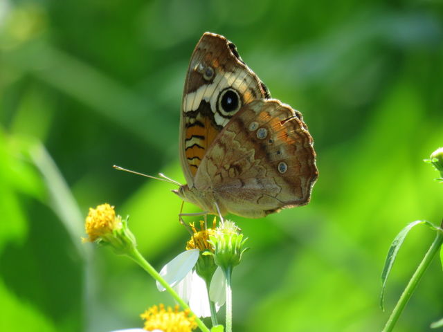 common butterfly