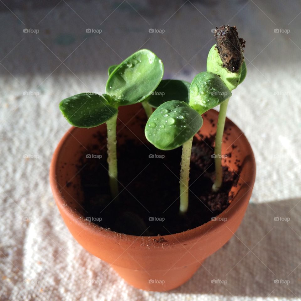 Sunny Greens in a Tiny Pot