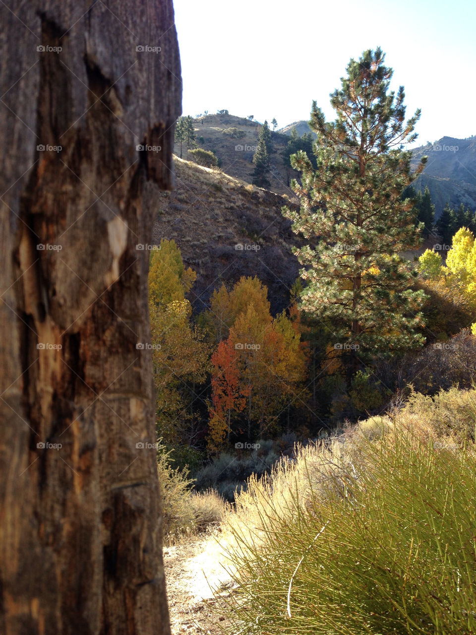 reno fall hike autumn by melody