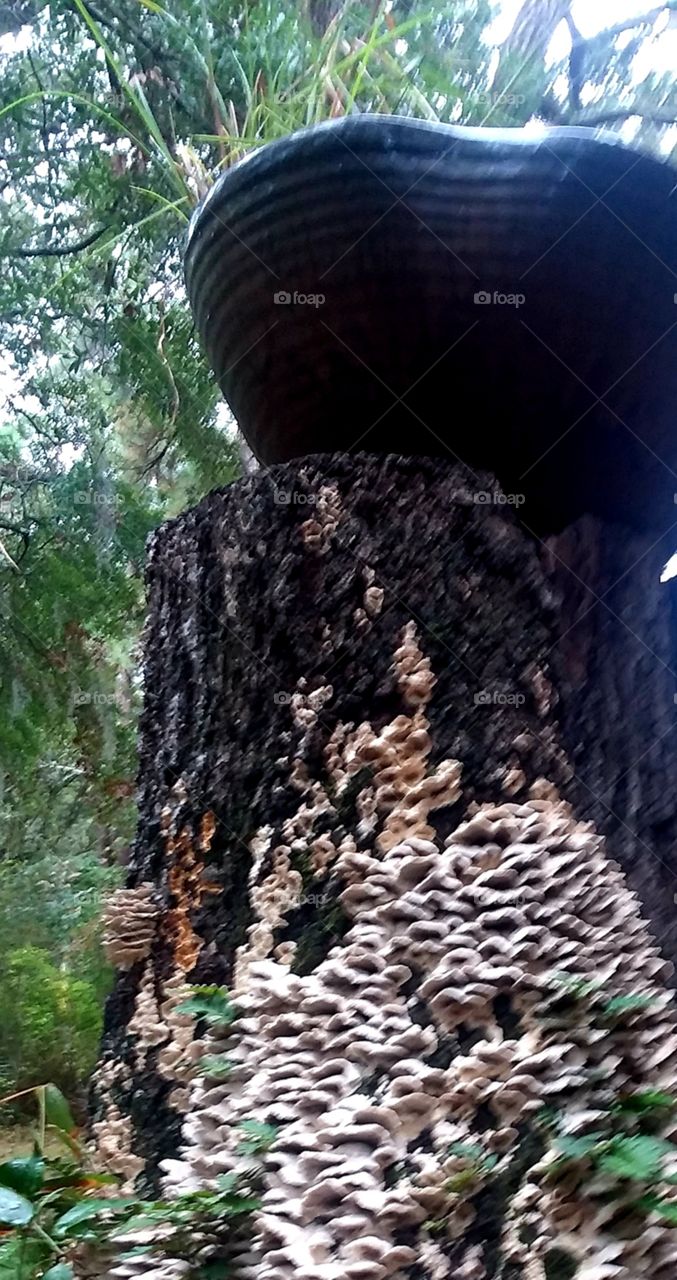 tree stump fungus  ceramic bowl