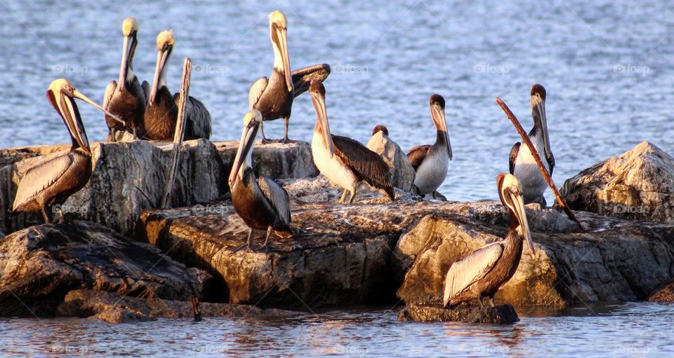 Looks like a family gathering. So many beautiful pelicans are all around the Dauphin Island Ferry. 