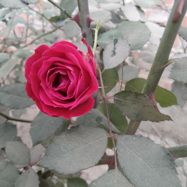 Rose 🌹 plant