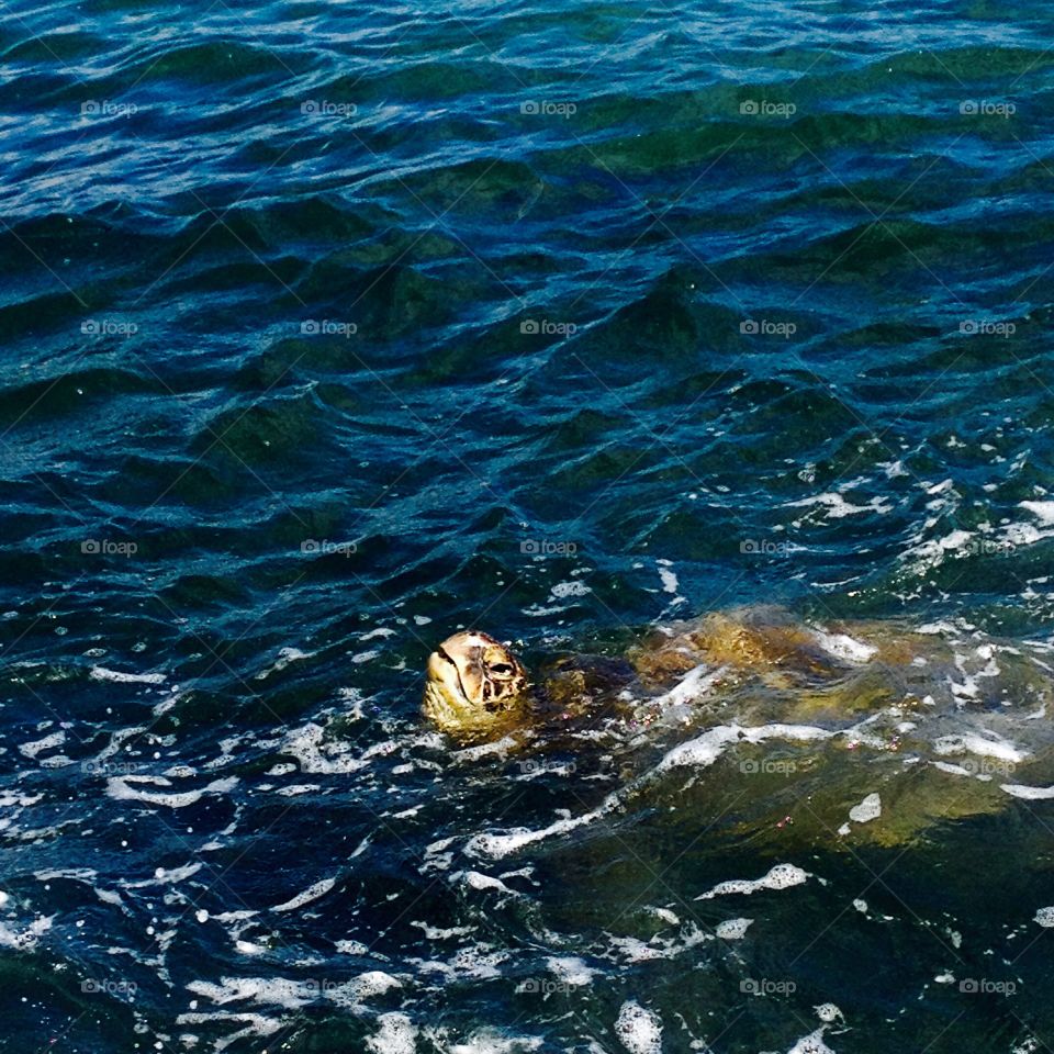 Tortuga