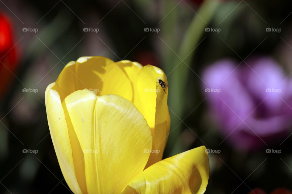 Fly on yellow flower