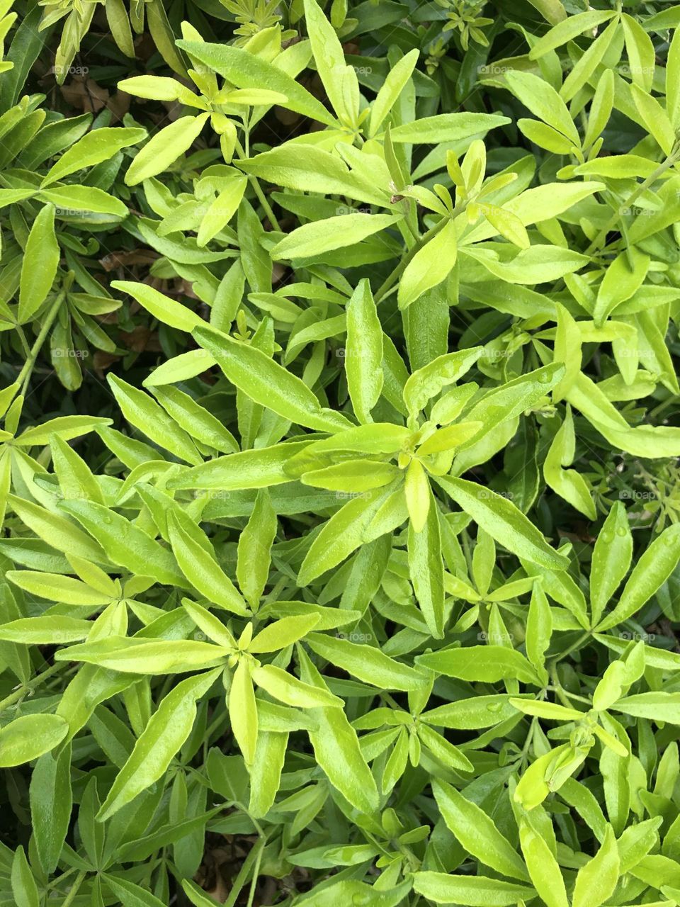 Leaves 