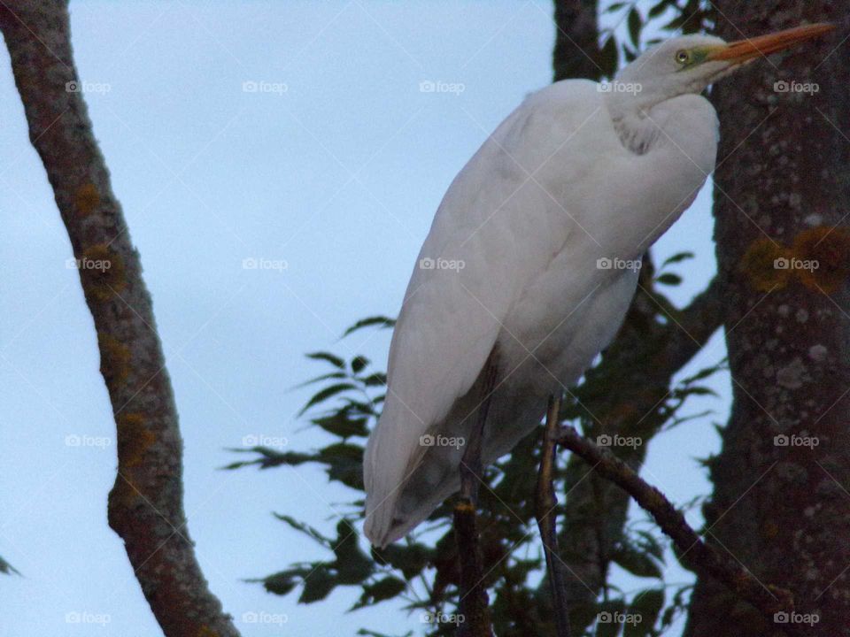 Silberreiher im Baum