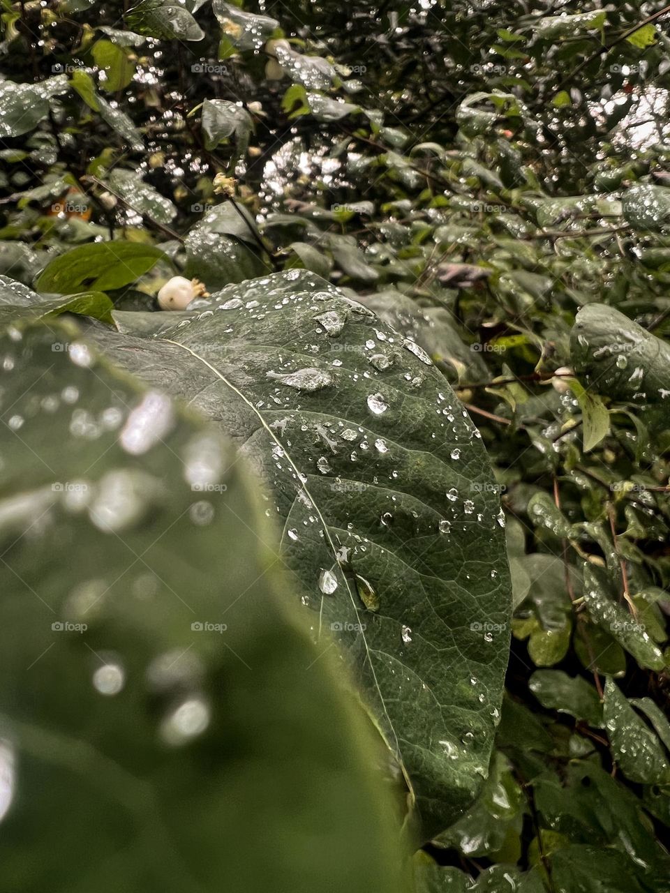 Closeup or macro of water drops on green leaf