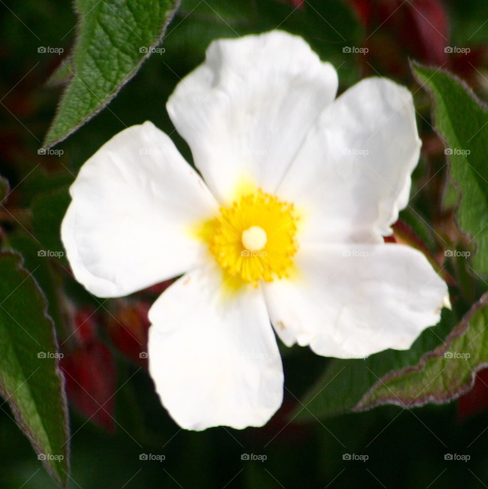 White flower . Flowers at the beach