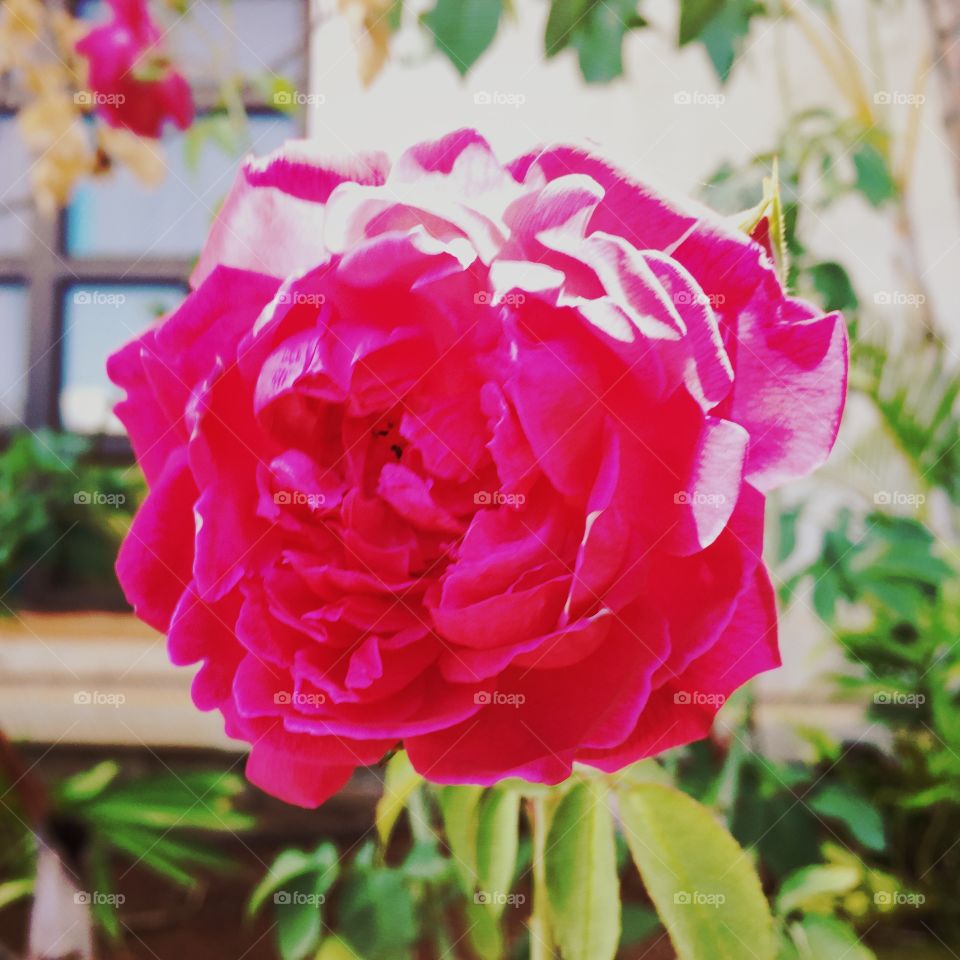 Garden rose at Kamehameha