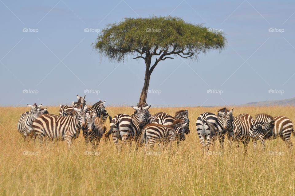 Kenya . Savanna Grassland 