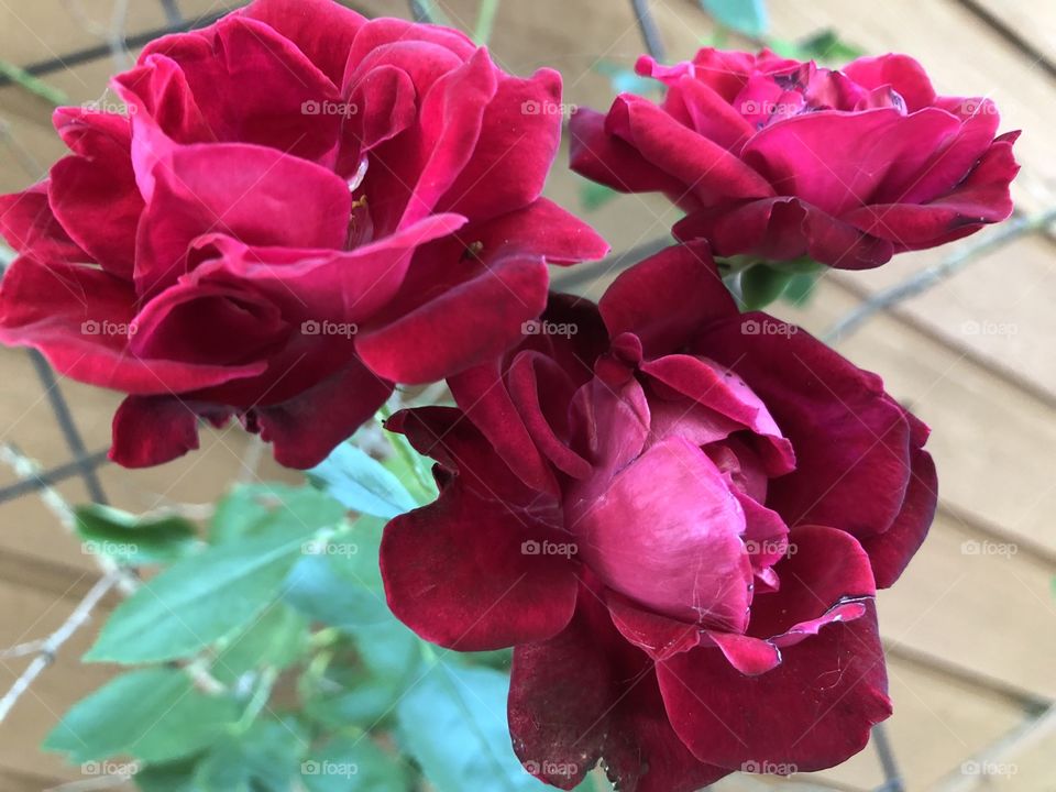 Roses in my yard