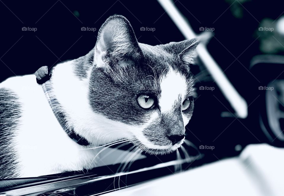 Cat looking outside from the car 