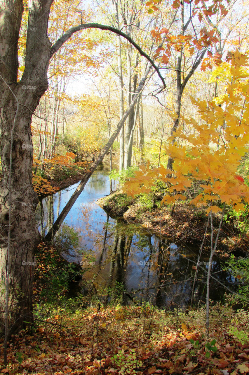 Forest trees reflected in pond