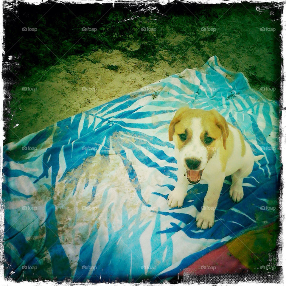 beach dog sand towel by silly_pics
