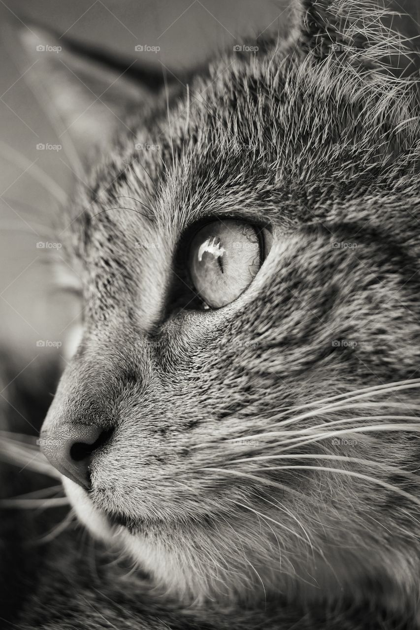 Close up of tabby cat looking through  window