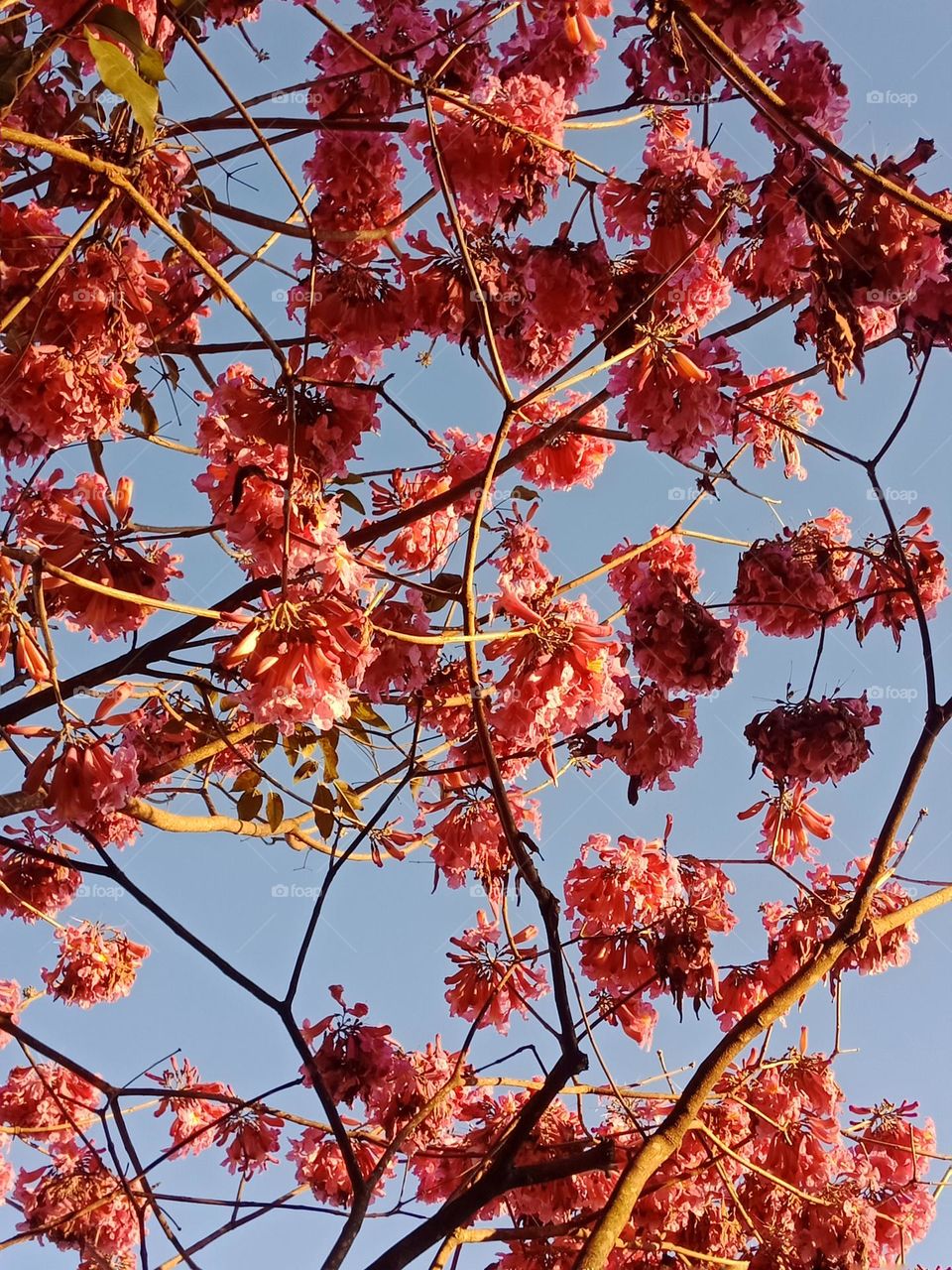 A clear sky in spring, A tree full of pinkish flowers against a blue sky