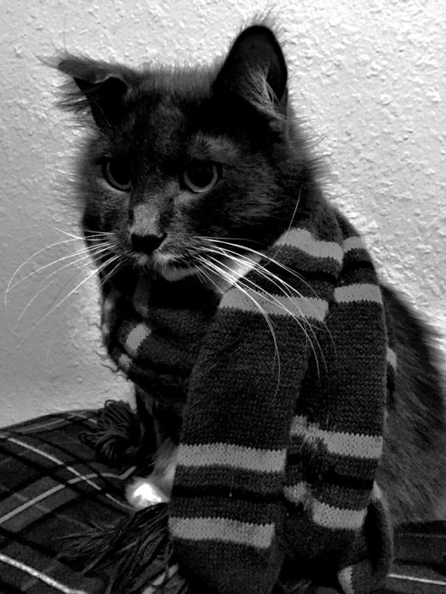 Kitty Scarf