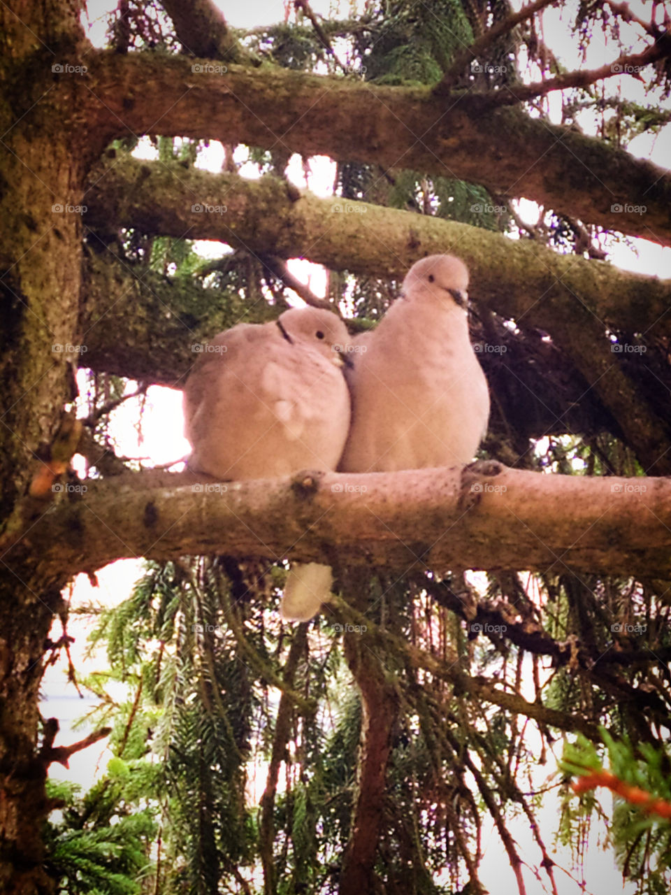 Love and pigeons.  Two pigeons on a spruce branch