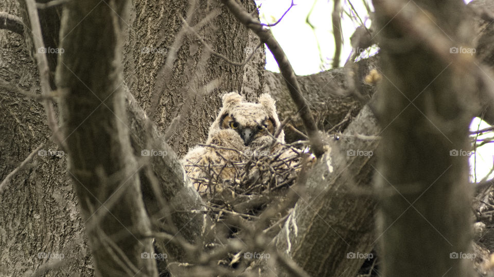 baby horned owl