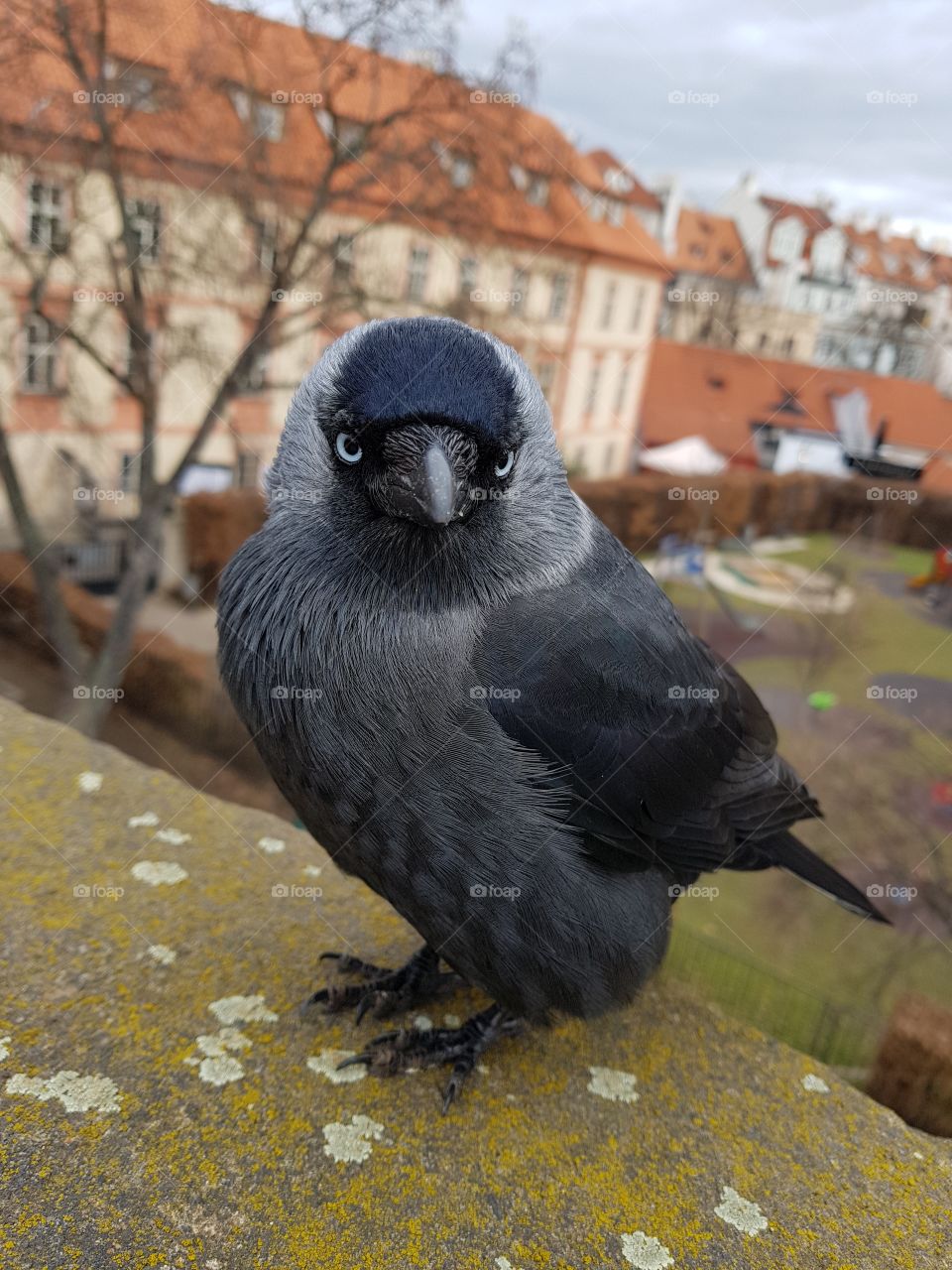 Pretty bird on the Charles Bridge in Prague