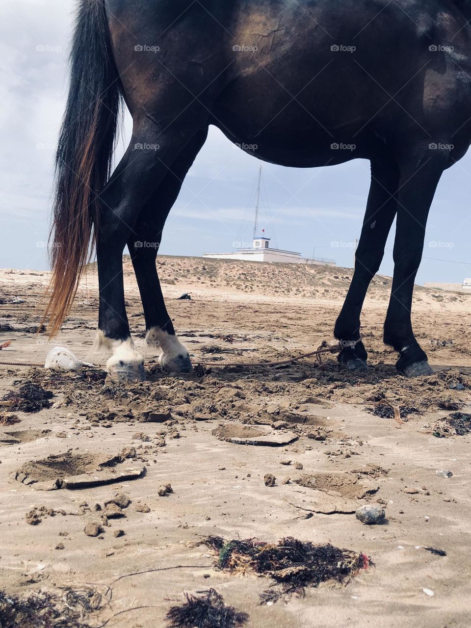 Beautiful landscape towards the legs s of a horse